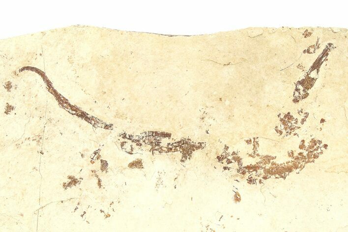 Fossil Pipefish (Syngnathus) - California #294273